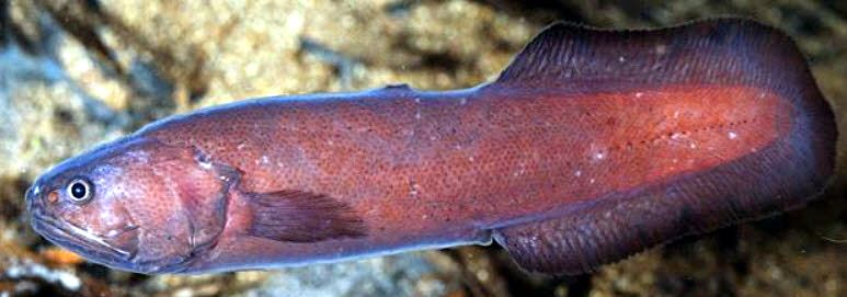 Grammonus ater_04.jpg